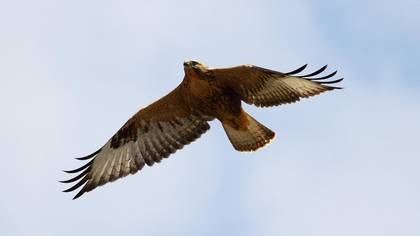Kızıl şahin » Long-legged Buzzard » Buteo rufinus