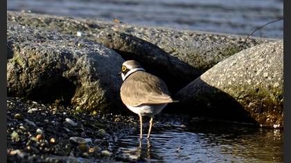 Halkalı küçük cılıbıt » Little Ringed Plover » Charadrius dubius