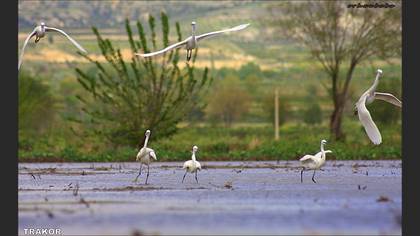 Küçük ak balıkçıl » Little Egret » Egretta garzetta