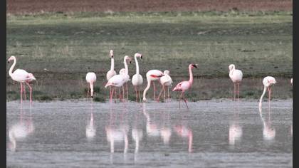 Küçük flamingo