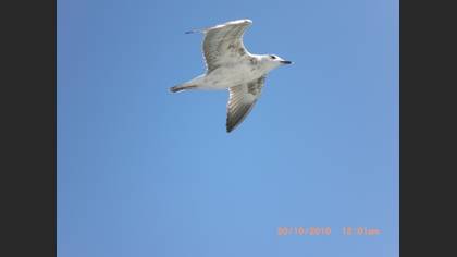 Küçük gümüş martı » Mew Gull » Larus canus