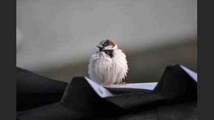 Serçe » House Sparrow » Passer domesticus