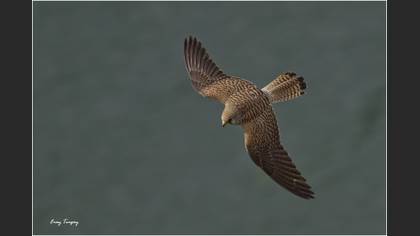 Küçük kerkenez » Lesser Kestrel » Falco naumanni