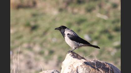 Leş kargası » Hooded Crow » Corvus cornix