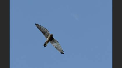 Kerkenez » Common Kestrel » Falco tinnunculus