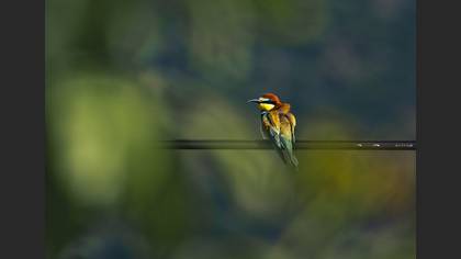 Arıkuşu » European Bee-eater » Merops apiaster