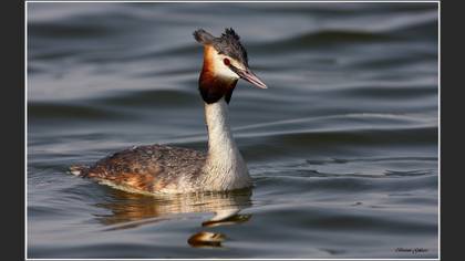 Bahri