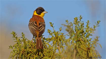 Karabaşlı kirazkuşu » Black-headed Bunting » Emberiza melanocephala