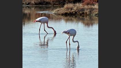 Flamingo