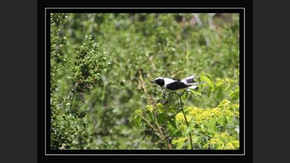 Karakulaklı kuyrukkakan » Black-eared Wheatear » Oenanthe melanoleuca
