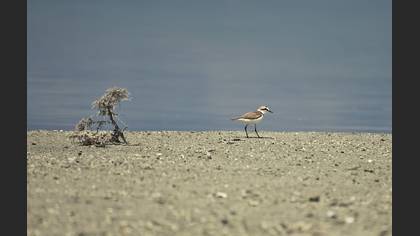 Akça cılıbıt » Kentish Plover » Anarhynchus alexandrinus