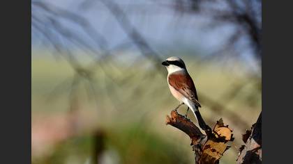 Kızılsırtlı örümcekkuşu » Red-backed Shrike » Lanius collurio