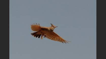 Tepeli toygar » Crested Lark » Galerida cristata