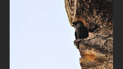 Küçük karga » Western Jackdaw » Coloeus monedula