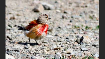 Ketenkuşu