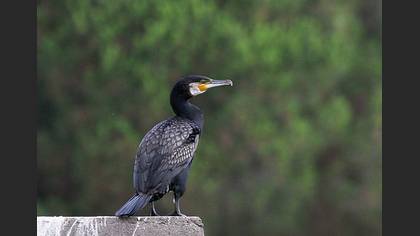 Karabatak