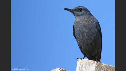 Gökardıç