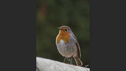 Kızılgerdan » European Robin » Erithacus rubecula
