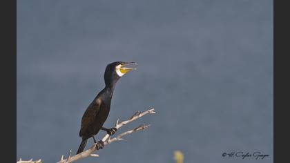 Karabatak