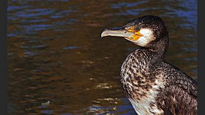 Karabatak » Great Cormorant » Phalacrocorax carbo