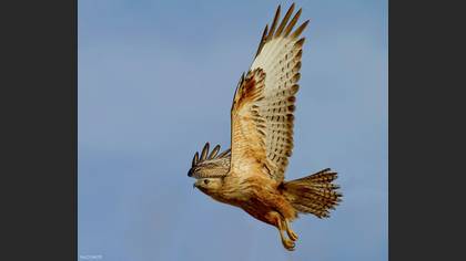 Kızıl şahin » Long-legged Buzzard » Buteo rufinus