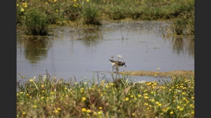 Orman düdükçünü » Wood Sandpiper » Tringa glareola