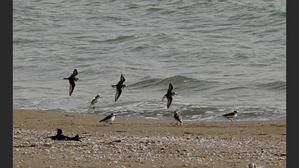 Akça cılıbıt » Kentish Plover » Anarhynchus alexandrinus
