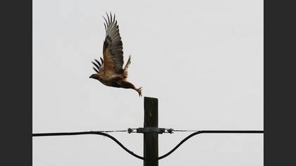 Kızıl şahin » Long-legged Buzzard » Buteo rufinus