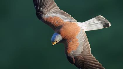 Küçük kerkenez » Lesser Kestrel » Falco naumanni