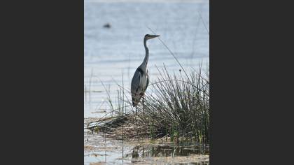 Gri balıkçıl » Grey Heron » Ardea cinerea