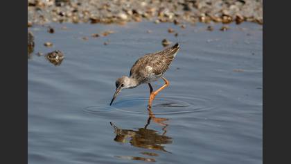 Kızılbacak