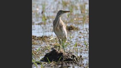 Alaca balıkçıl » Squacco Heron » Ardeola ralloides