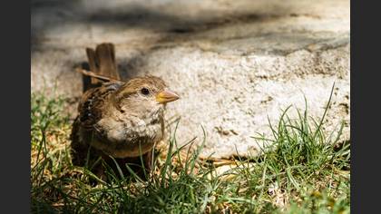 Serçe » House Sparrow » Passer domesticus