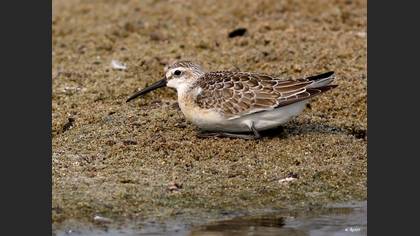 Kızıl kumkuşu