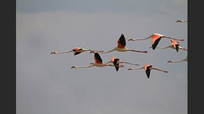 Flamingo
