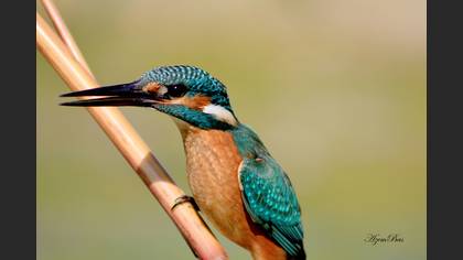 Yalıçapkını » Common Kingfisher » Alcedo atthis