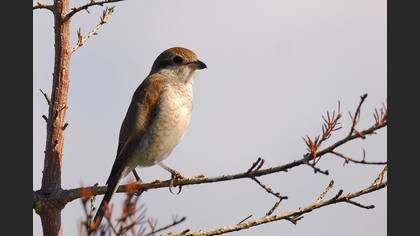 Kızılsırtlı örümcekkuşu » Red-backed Shrike » Lanius collurio