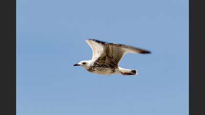 Gümüş martı » Yellow-legged Gull » Larus michahellis