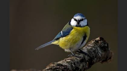 Mavi baştankara » Eurasian Blue Tit » Cyanistes caeruleus