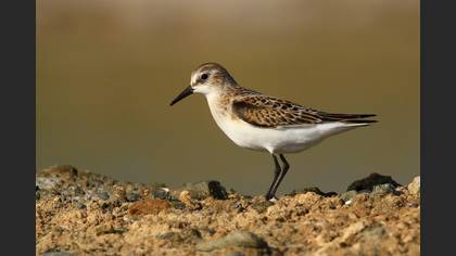 Küçük kumkuşu