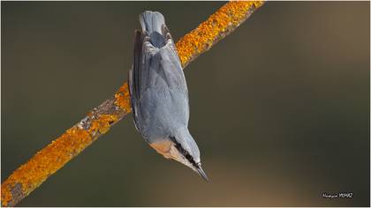 Sıvacı » Eurasian Nuthatch » Sitta europaea