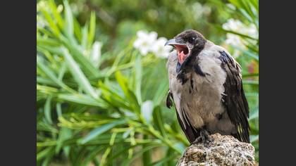 Leş kargası » Hooded Crow » Corvus cornix