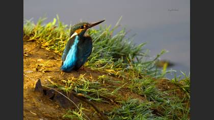 Yalıçapkını » Common Kingfisher » Alcedo atthis