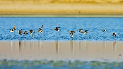 Karakarınlı kumkuşu » Dunlin » Calidris alpina