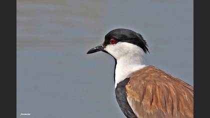 Mahmuzlu kızkuşu » Spur-winged Lapwing » Vanellus spinosus