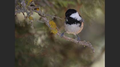 Çam baştankarası » Coal Tit » Periparus ater