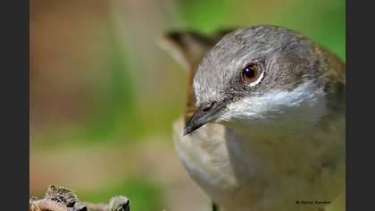 Küçük akgerdanlı ötleğen » Lesser Whitethroat » Sylvia curruca