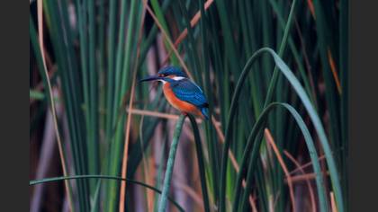 Yalıçapkını » Common Kingfisher » Alcedo atthis