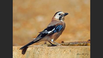 Alakarga » Eurasian Jay » Garrulus glandarius
