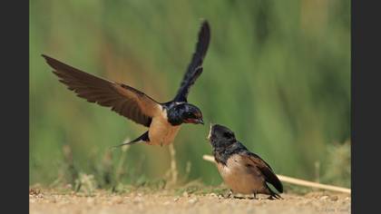 Kır kırlangıcı » Barn Swallow » Hirundo rustica